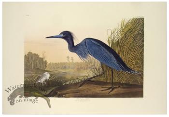 Blue Crane or Heron L.E.